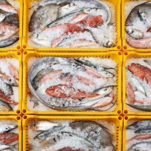 Máquina de hielo GB 1540 HC Brema | Hielo granulado | Producción 153 kg/día | Depósito 40 kg 2